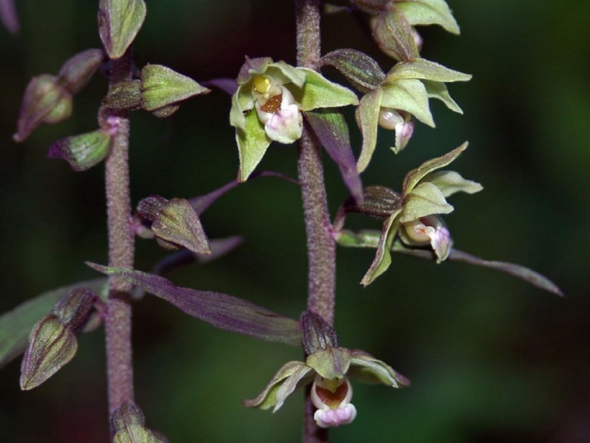 Epipactis purpurata (Orchidaceae)